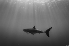 C:DCIM100GOPROGOPR9708.GPR