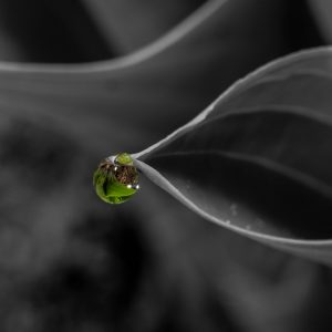 Blatt – Natur – Macro-Fotografie von Markus Egolf