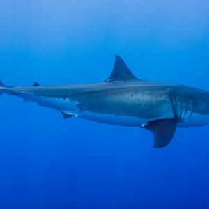 Fisch – Meer – Wildlife-Fotografie von Markus Egolf