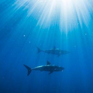 Fisch – Meer – Wildlife-Fotografie von Markus Egolf