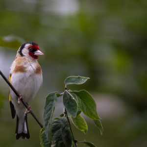 Wildlife-Motiv – Wildlife-Fotografie von Markus Egolf