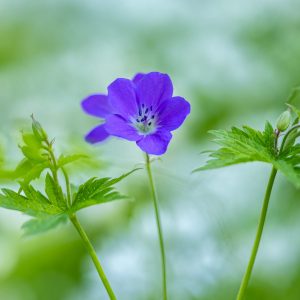 Blume – Natur – Macro-Fotografie von Markus Egolf