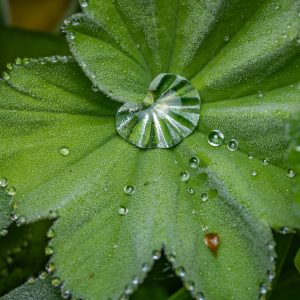 Blatt – Natur – Macro-Fotografie von Markus Egolf