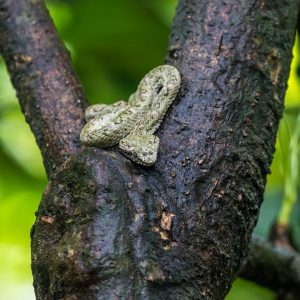 Amphibie – Natur – Wildlife-Fotografie von Markus Egolf
