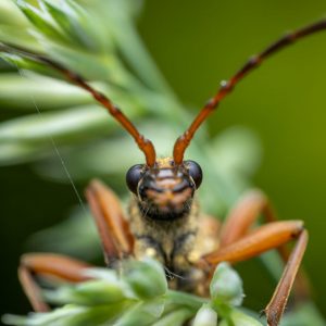 Insekt – Natur – Macro-Fotografie von Markus Egolf