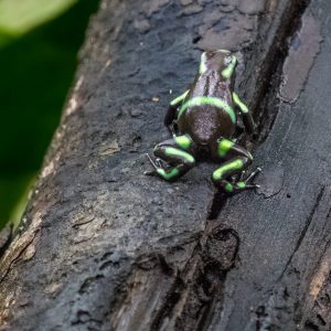 Amphibie – Wildlife-Fotografie von Markus Egolf