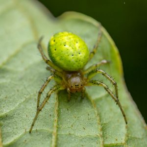 Spinne – Natur – Macro-Fotografie von Markus Egolf
