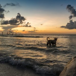 Tier – Himmel – Wildlife-Fotografie von Markus Egolf