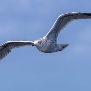 Tier – Wildlife-Fotografie von Markus Egolf