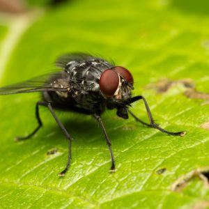 Fliege – Macro-Fotografie von Markus Egolf