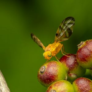 Pflanze – Natur – Macro-Fotografie von Markus Egolf