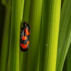 Insekt – Natur – Macro-Fotografie von Markus Egolf