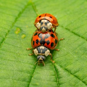 Insekt – Macro-Fotografie von Markus Egolf