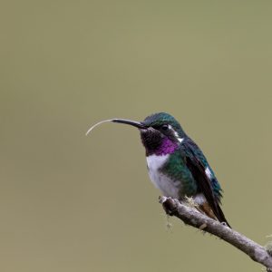 Kolibri in Ecuador – Wildlife-Fotografie von Markus Egolf