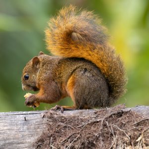 Tier in Ecuador – Wildlife-Fotografie von Markus Egolf