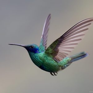 Kolibri in Ecuador – Wildlife-Fotografie von Markus Egolf