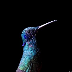 Kolibri in Ecuador – Wildlife-Fotografie von Markus Egolf