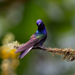Kolibri in Ecuador – Wildlife-Fotografie von Markus Egolf
