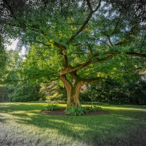 Pflanze – Natur – Landscape-Fotografie von Markus Egolf