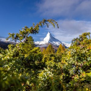 Pflanze – Natur – Landscape-Fotografie von Markus Egolf