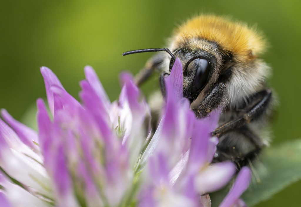 Ackerhummel