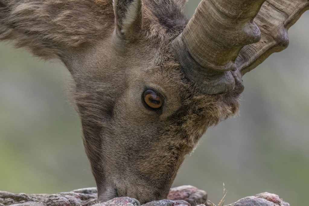 Alpensteinbock_V1