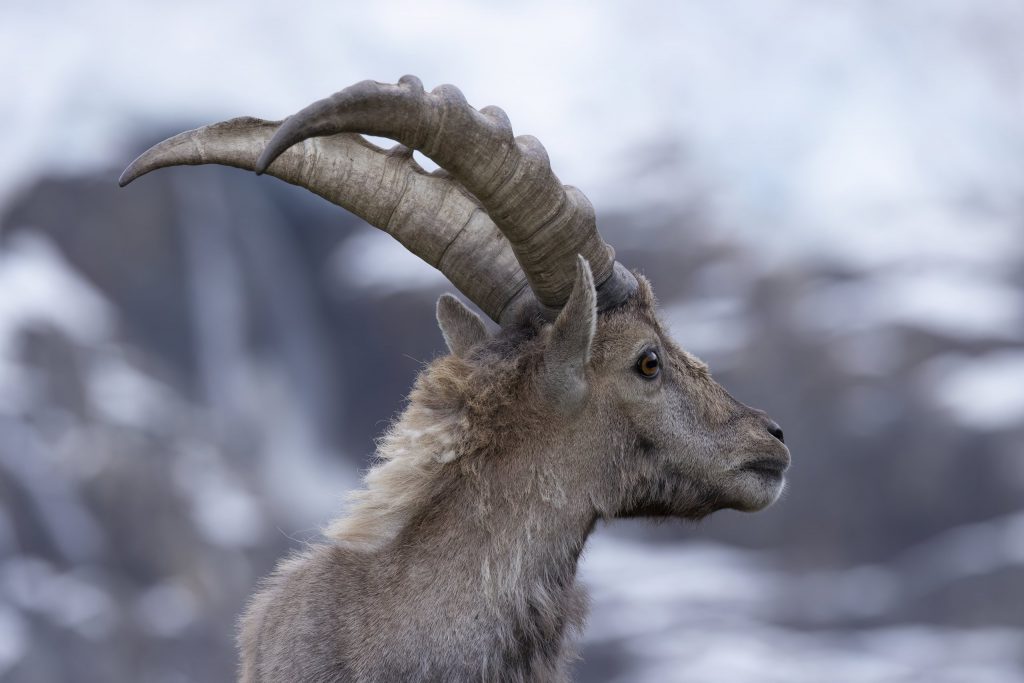 Alpensteinbock_V2