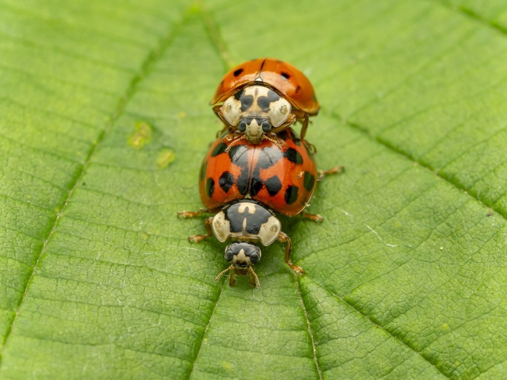 Asiatische Marienkäfer