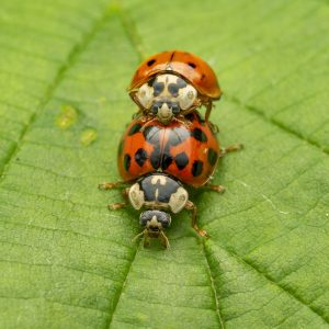 Asiatische Marienkäfer