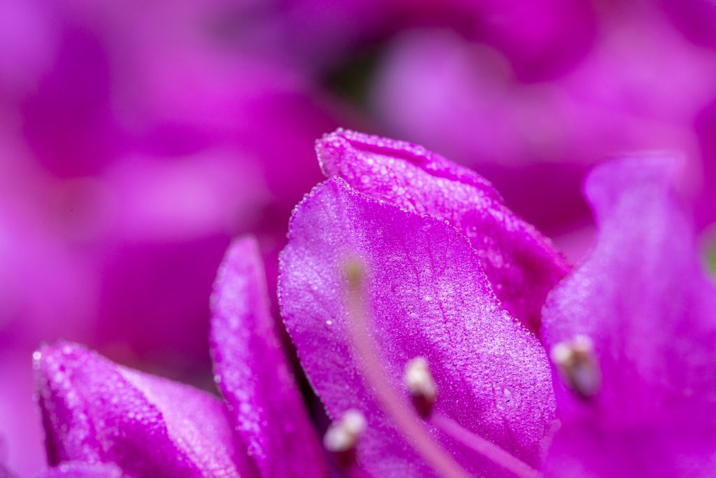 Azalee (Gattung Rhododendron)