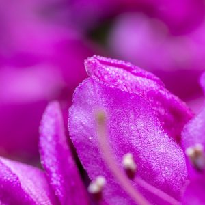 Azalee (Gattung Rhododendron)