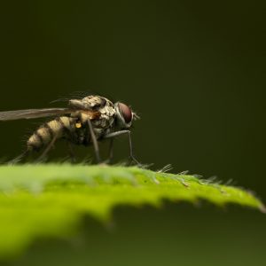 Blumenfliege aus der Familie der Anthomyiida