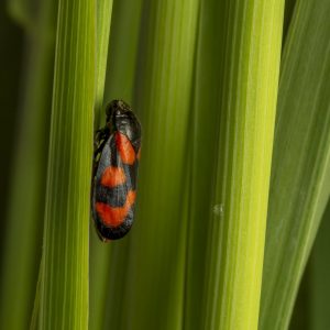 Blutzikade (Cercopis vulnerata)