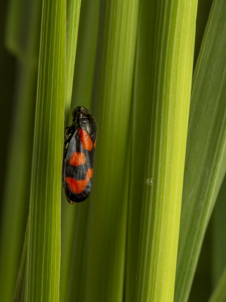 Blutzikade (Cercopis vulnerata)
