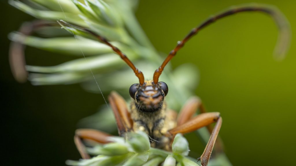 Bockkäfer