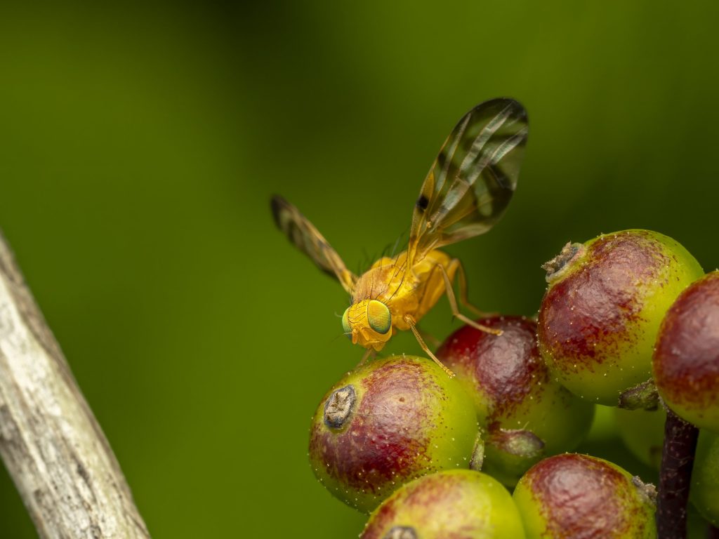 Bohrfliege