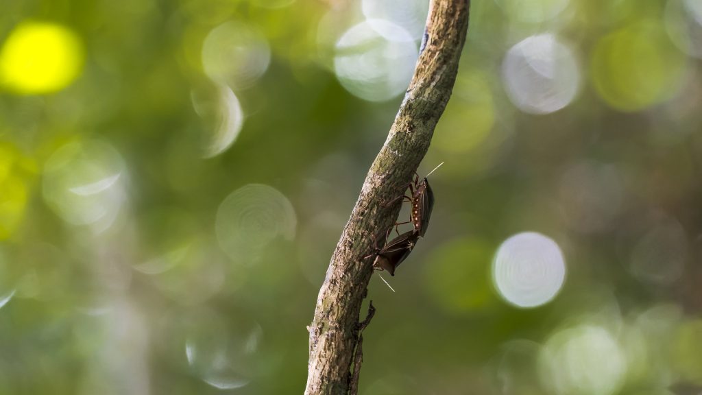 Bugs Mexico