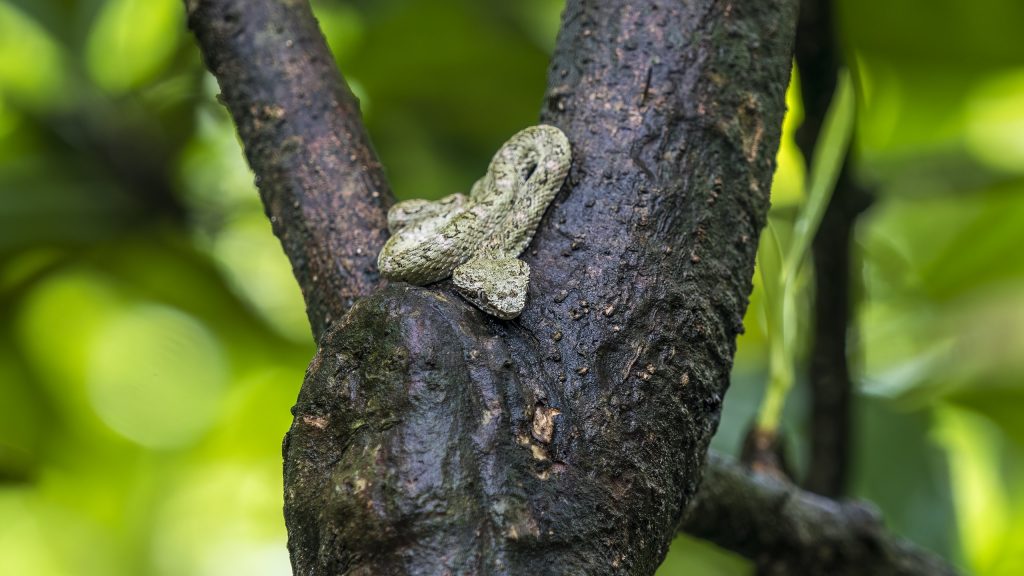 Costa Rica_Eyelash Pit Viper