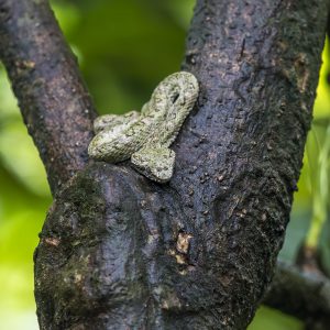 Costa Rica_Eyelash Pit Viper
