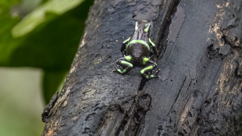 Costa Rica Pfeilgiftfrosch