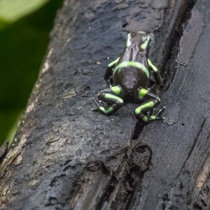 Costa Rica Pfeilgiftfrosch