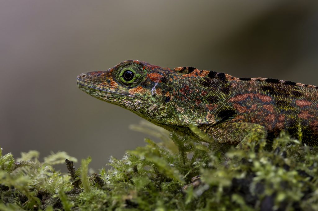 Ecuador_Eidechse_Reserva Amagusa