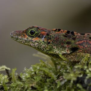 Ecuador_Eidechse_Reserva Amagusa