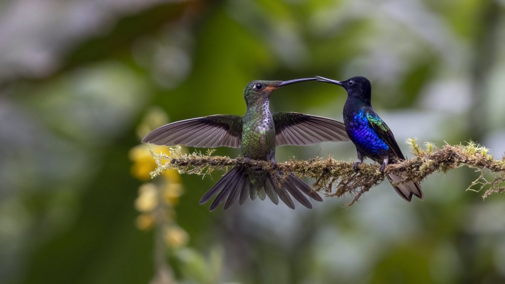 Ecuador_Kolibri_Empress Brilliant & Velvet-purple Coronet
