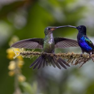 Ecuador_Kolibri_Empress Brilliant & Velvet-purple Coronet