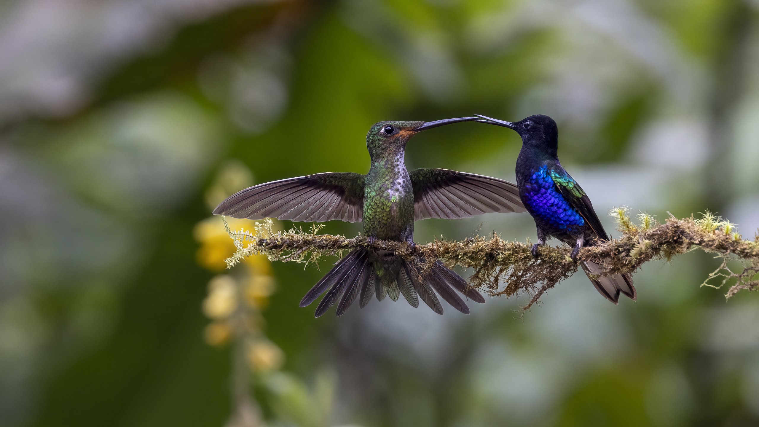 Ecuador_Kolibri_Empress Brilliant & Velvet-purple Coronet