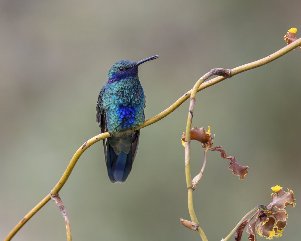 Ecuador_Kolibri_Lesser Violetear