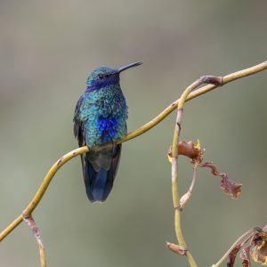 Ecuador_Kolibri_Lesser Violetear