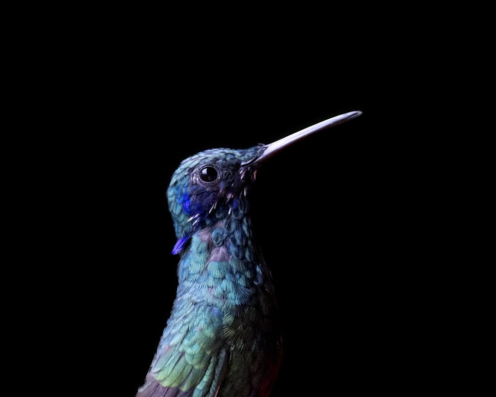 Ecuador_Kolibri_Sparkling Violetear,