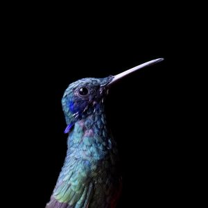 Ecuador_Kolibri_Sparkling Violetear,